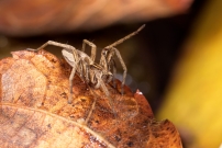 La Pisaure admirable. Un mle juvnile (Araneae - Pisauridae - Pisaura mirabilis)